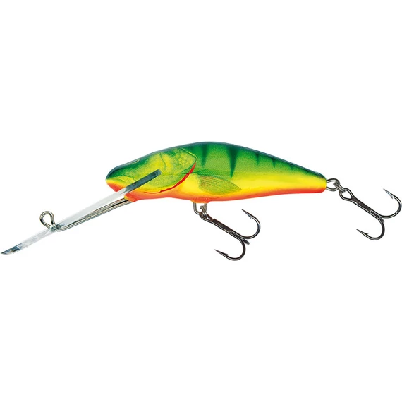 Clown Yellow Perch