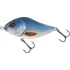 Kép 11/28 - CLOWN YELLOW PERCH