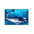 Kép 1/2 - Szőnyeg Delphin CatchMe! HARCSA 60x40cm
